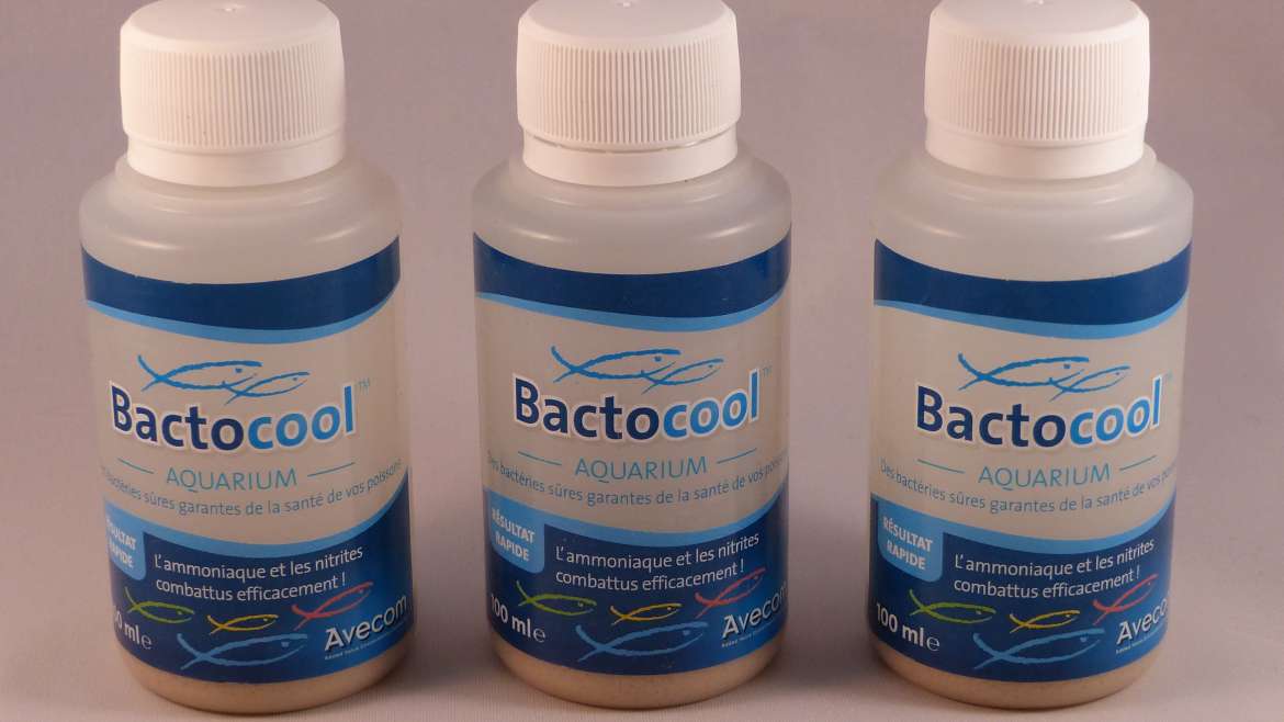 BACTOCOOL : des bactéries sures garantes de la santé de vos poissons