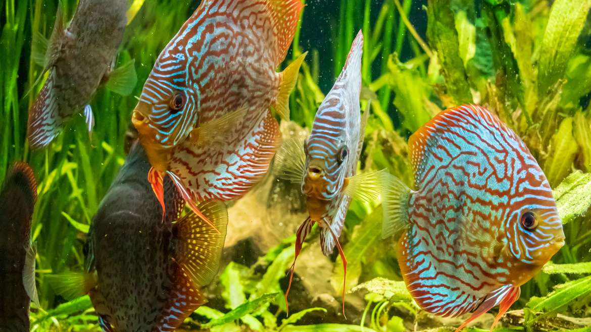 L’aquarium