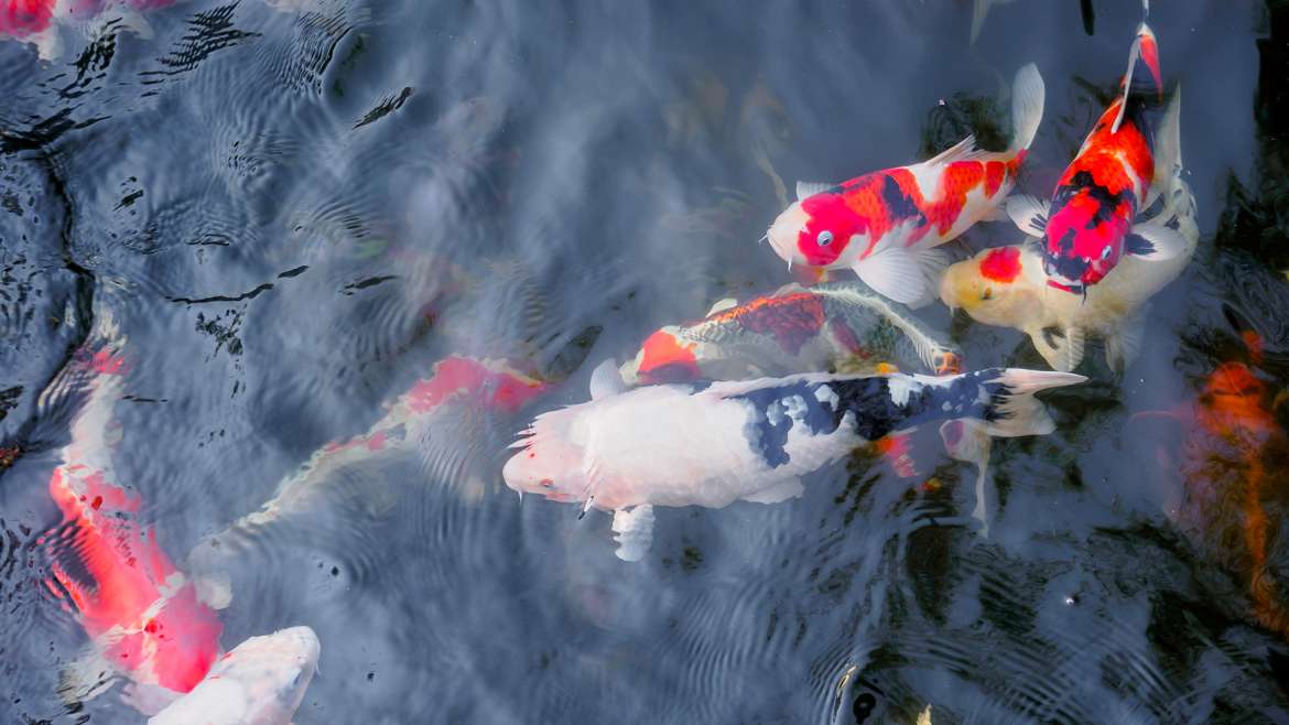 Bassin