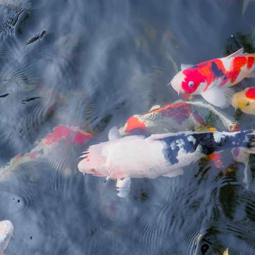 Bassin