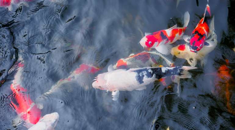 Bassin