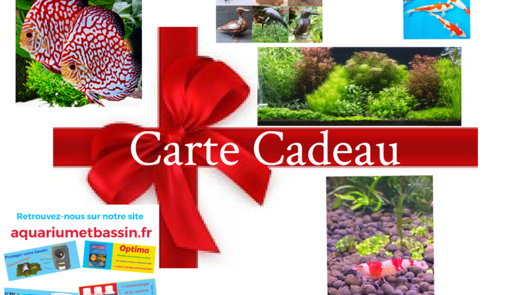 CARTE CADEAU: pour etre sur de faire plaisir à vos proches