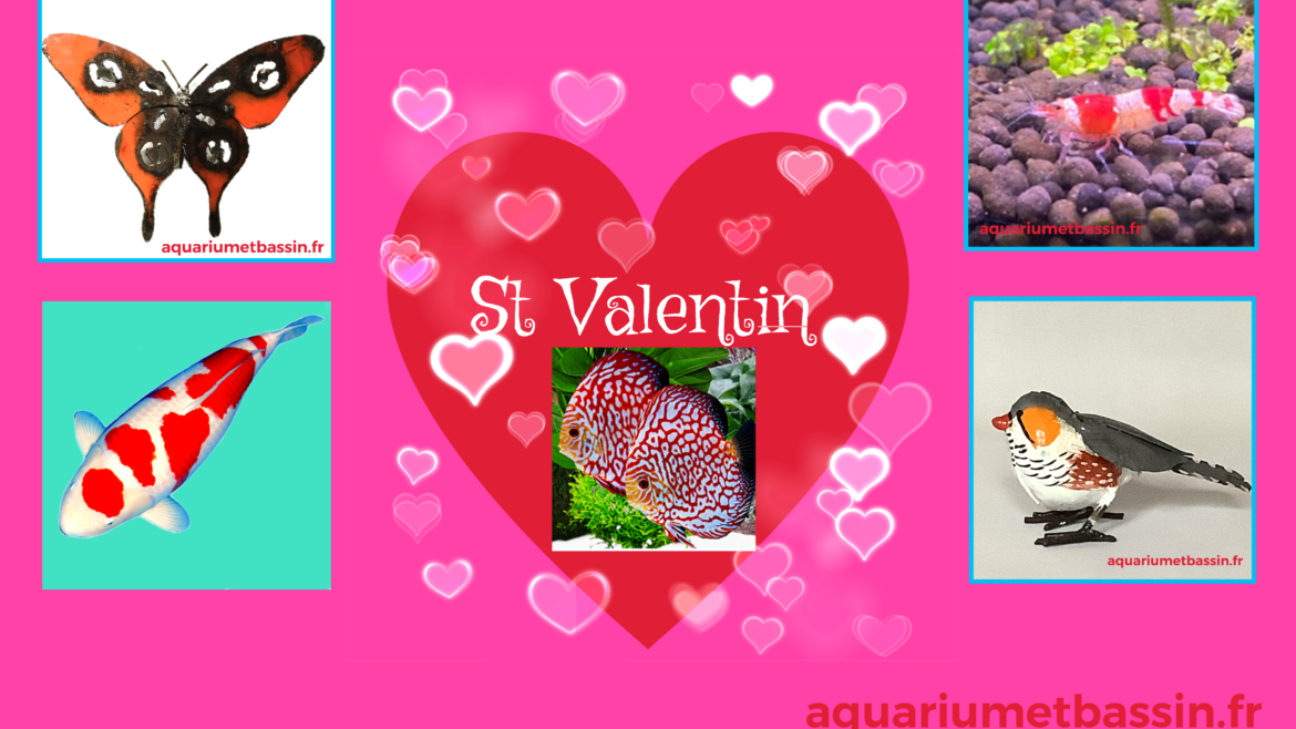 BIENTOT LA SAINT VALENTIN