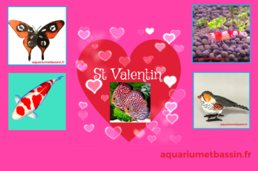 BIENTOT LA SAINT VALENTIN