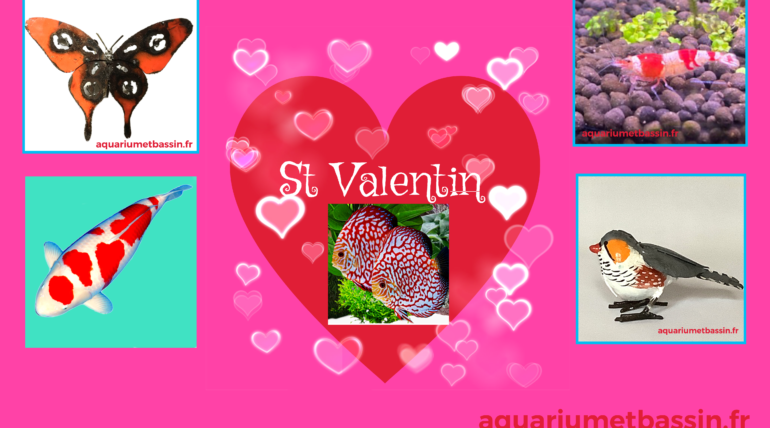 BIENTOT LA SAINT VALENTIN